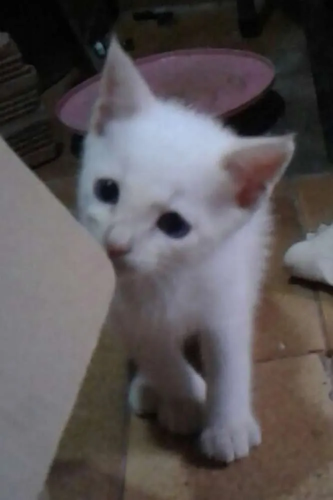 Gato ra a Srd idade Abaixo de 2 meses nome Sem nome 