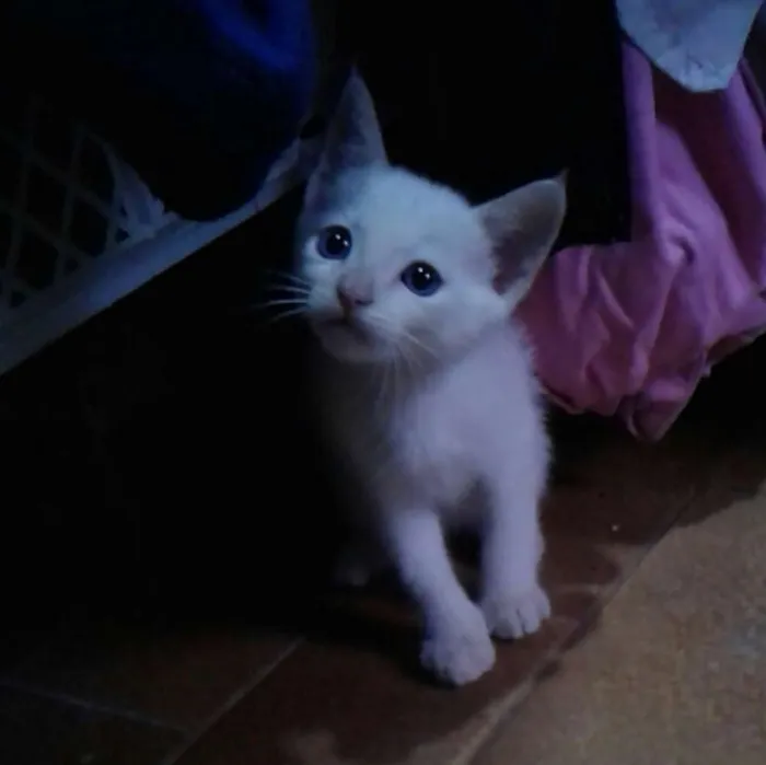 Gato ra a Srd idade Abaixo de 2 meses nome Sem nome 