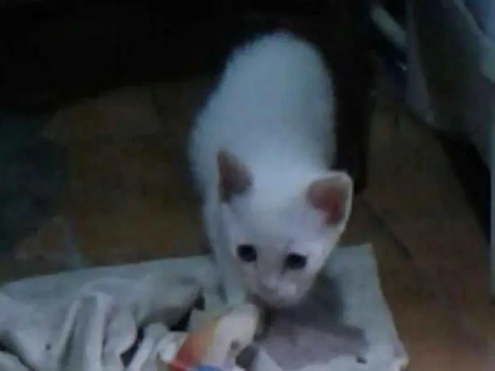 Gato ra a Srd idade Abaixo de 2 meses nome Sem nome 