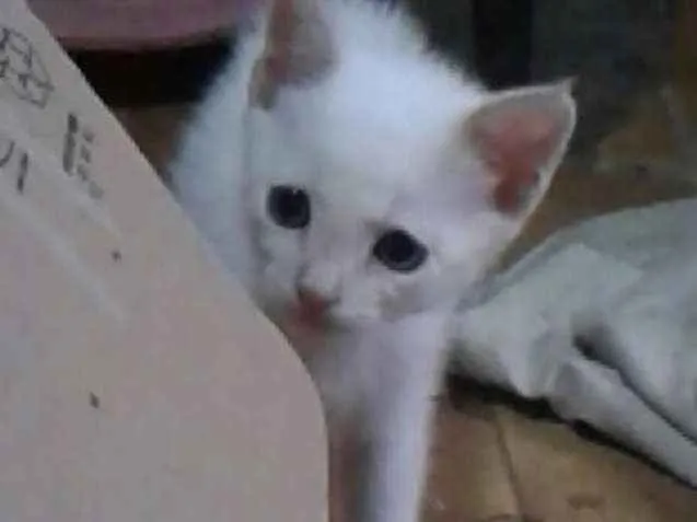 Gato ra a Srd idade Abaixo de 2 meses nome Sem nome 