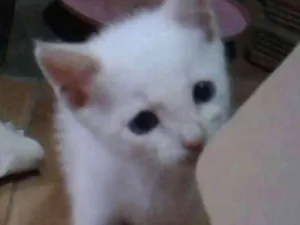Gato raça Srd idade Abaixo de 2 meses nome Sem nome 