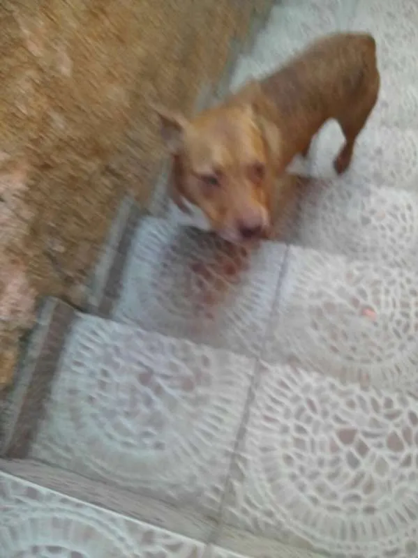 Cachorro ra a Pit-Bull idade 2 anos nome Valentim
