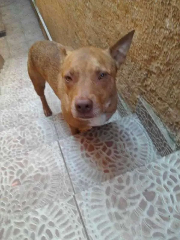 Cachorro ra a Pit-Bull idade 2 anos nome Valentim