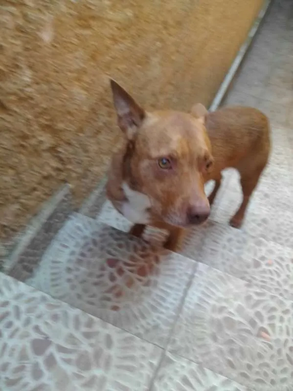 Cachorro ra a Pit-Bull idade 2 anos nome Valentim