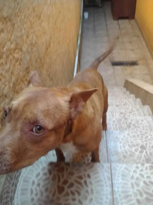 Cachorro ra a Pit-Bull idade 2 anos nome Valentim