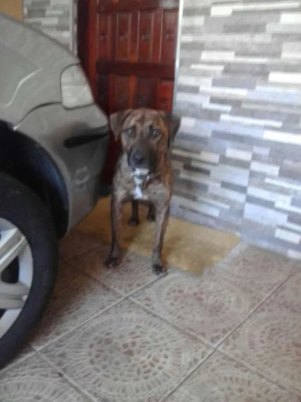 Cachorro ra a SRD idade 2 anos nome Baruk