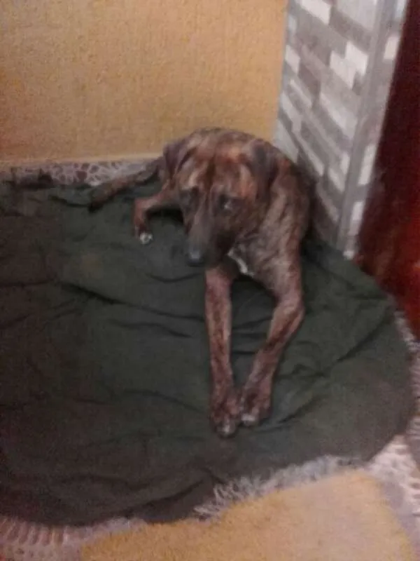 Cachorro ra a SRD idade 2 anos nome Baruk