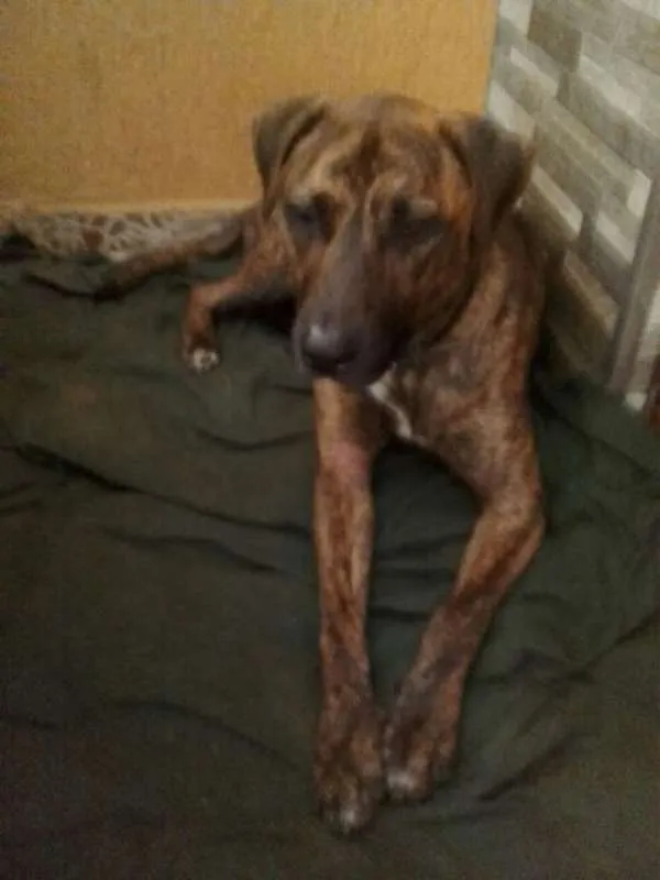 Cachorro ra a SRD idade 2 anos nome Baruk