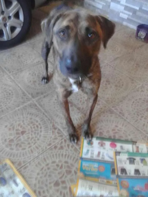 Cachorro ra a SRD idade 2 anos nome Baruk