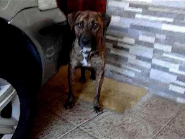 Cachorro ra a SRD idade 2 anos nome Baruk