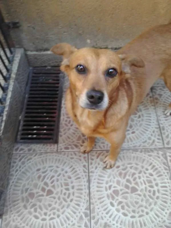 Cachorro ra a SRD idade 3 anos nome Duck