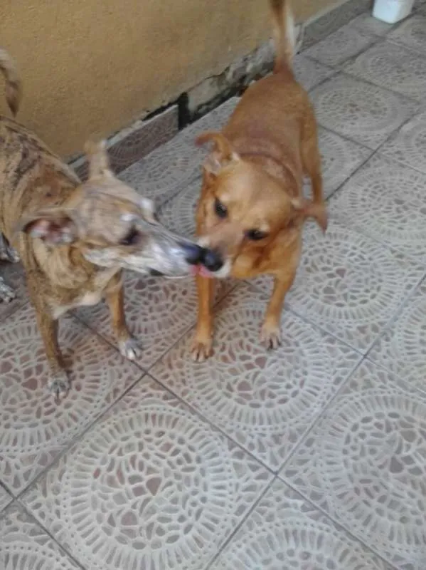 Cachorro ra a SRD idade 3 anos nome Duck