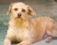 Miucha Pequena