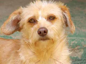 Cachorro raça  idade 4 anos nome Miucha Pequena