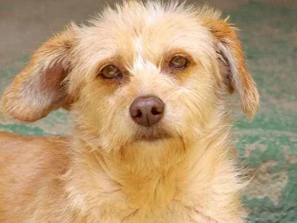 Cachorro ra a  idade 4 anos nome Miucha Pequena
