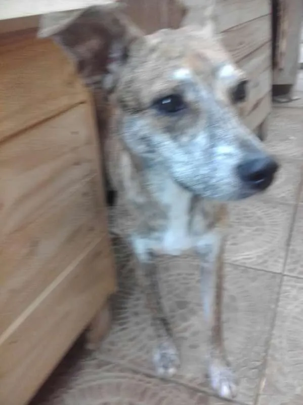 Cachorro ra a SRD idade 7 a 11 meses nome LAna