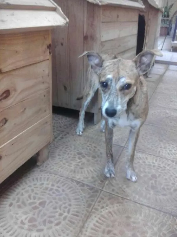 Cachorro ra a SRD idade 7 a 11 meses nome LAna