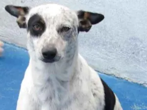 Cachorro raça  idade 4 anos nome Juquinha Peq