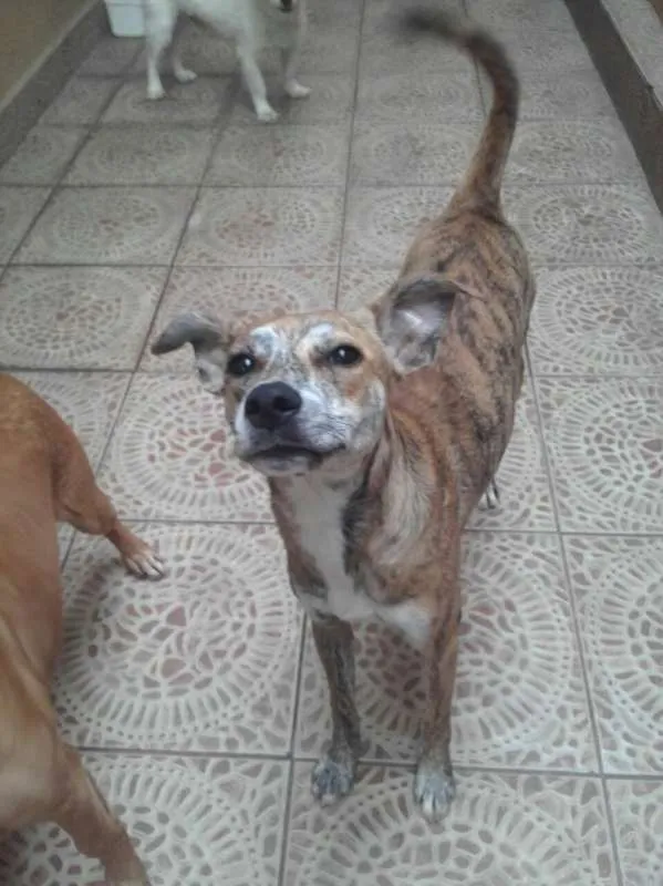 Cachorro ra a SRD idade 7 a 11 meses nome LAna