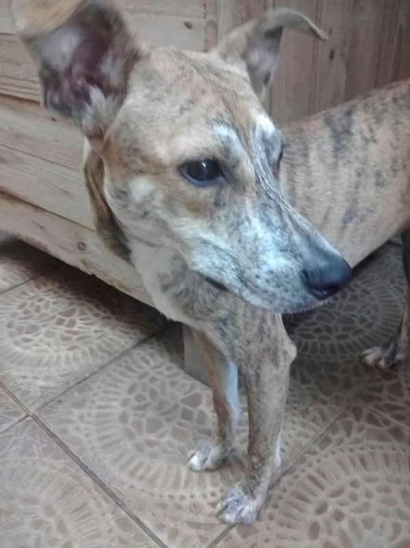 Cachorro ra a SRD idade 7 a 11 meses nome LAna