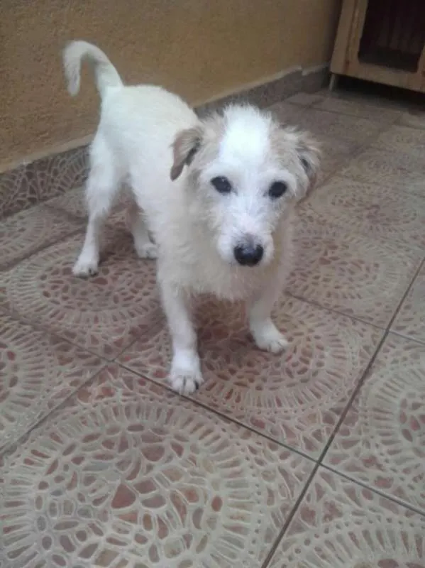 Cachorro ra a Srd idade 4 anos nome Pingo