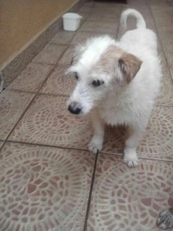 Cachorro ra a Srd idade 4 anos nome Pingo