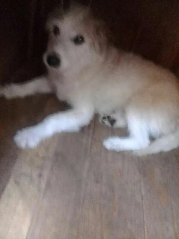 Cachorro ra a Srd idade 4 anos nome Pingo