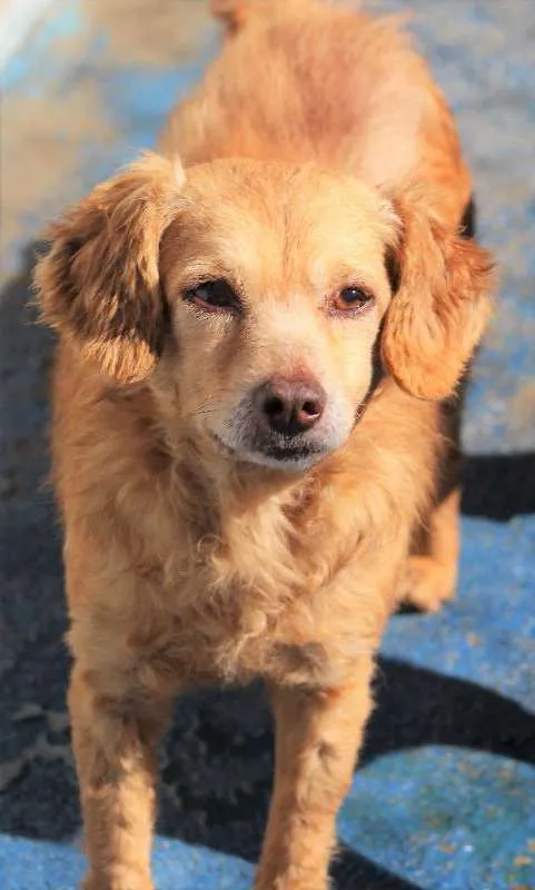 Cachorro ra a  idade 5 anos nome Kelly Pequena