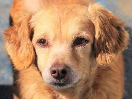 Cachorro ra a  idade 5 anos nome Kelly Pequena