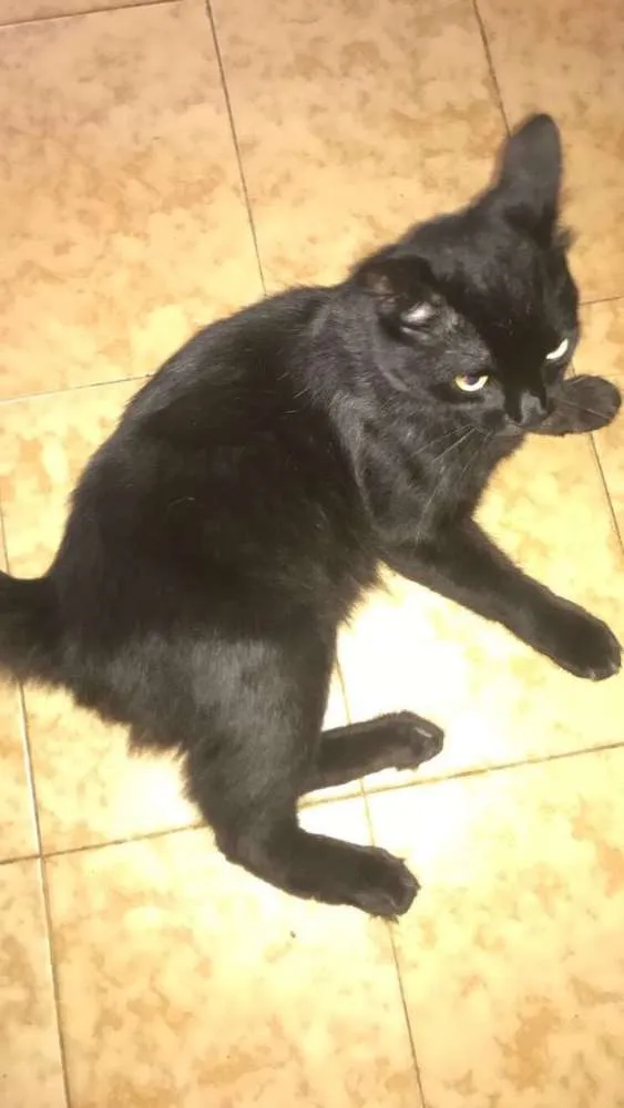 Gato ra a Sem raça definida idade 1 ano nome Caco