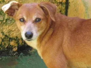 Cachorro raça  idade 5 anos nome Raika Pequena