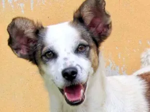 Cachorro raça  idade 5 anos nome Romeu Pequeno