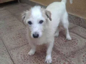 Cachorro raça Srd idade 4 anos nome Pingo
