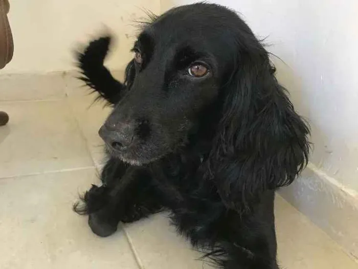 Cachorro ra a Cocker/misturado idade 4 anos nome Não tem nome