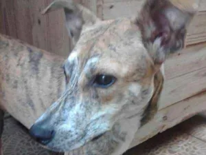 Cachorro raça SRD idade 7 a 11 meses nome LAna