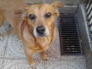 Cachorro raça SRD idade 3 anos nome Duck