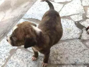 Cachorro raça Indefinida idade Abaixo de 2 meses nome Sem nome