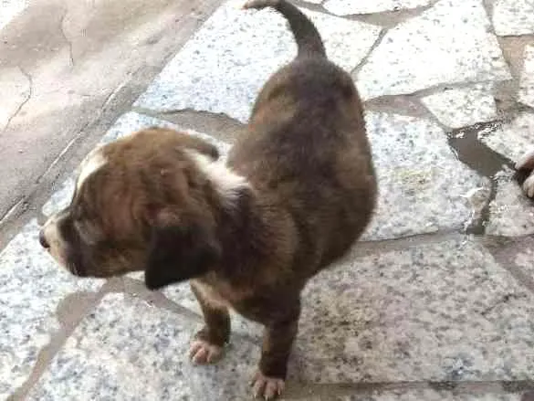 Cachorro ra a Indefinida idade Abaixo de 2 meses nome Sem nome