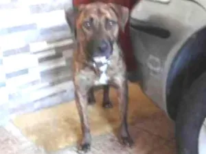 Cachorro raça SRD idade 2 anos nome Baruk
