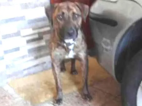 Cachorro ra a SRD idade 2 anos nome Baruk