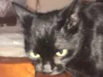 Caco