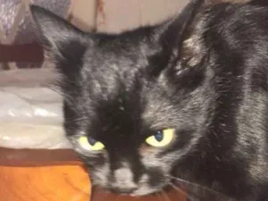 Gato raça Sem raça definida idade 1 ano nome Caco