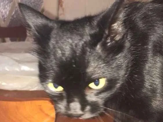 Gato ra a Sem raça definida idade 1 ano nome Caco
