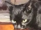Gato raça Sem raça definida idade 1 ano nome Caco