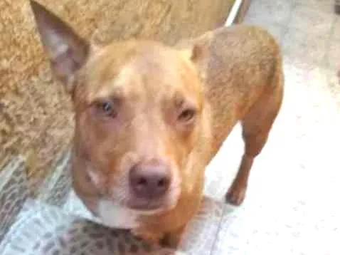 Cachorro ra a Pit-Bull idade 2 anos nome Valentim