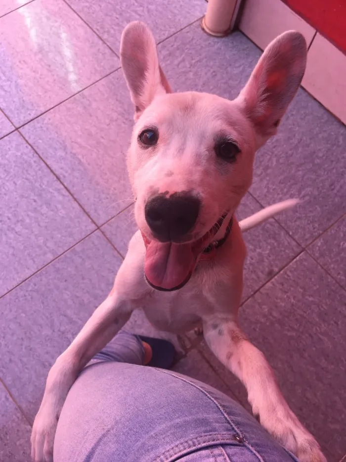 Cachorro ra a Vira-latas  idade 7 a 11 meses nome Spock