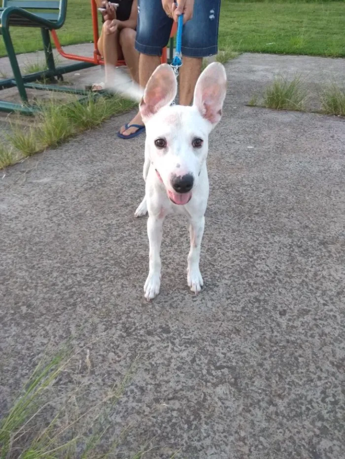 Cachorro ra a Vira-latas  idade 7 a 11 meses nome Spock