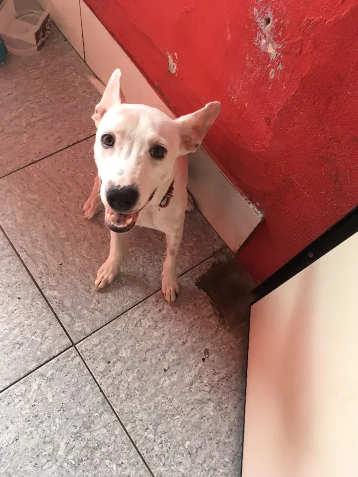 Cachorro ra a Vira-latas  idade 7 a 11 meses nome Spock