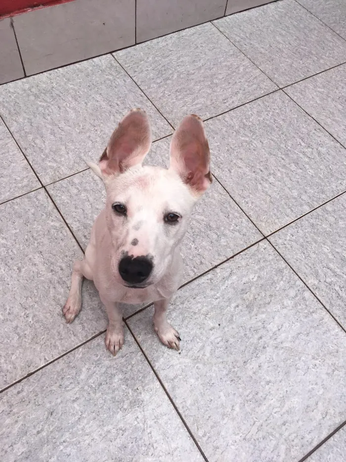 Cachorro ra a Vira-latas  idade 7 a 11 meses nome Spock