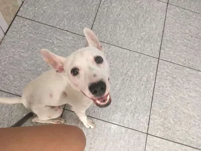 Cachorro ra a Vira-latas  idade 7 a 11 meses nome Spock
